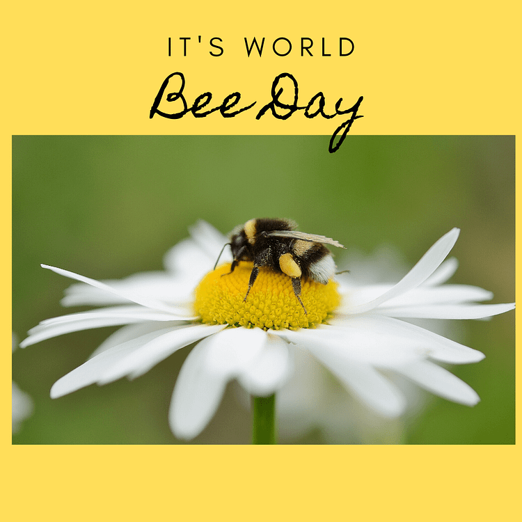 World Bee Day! - Seed of Hope CIC